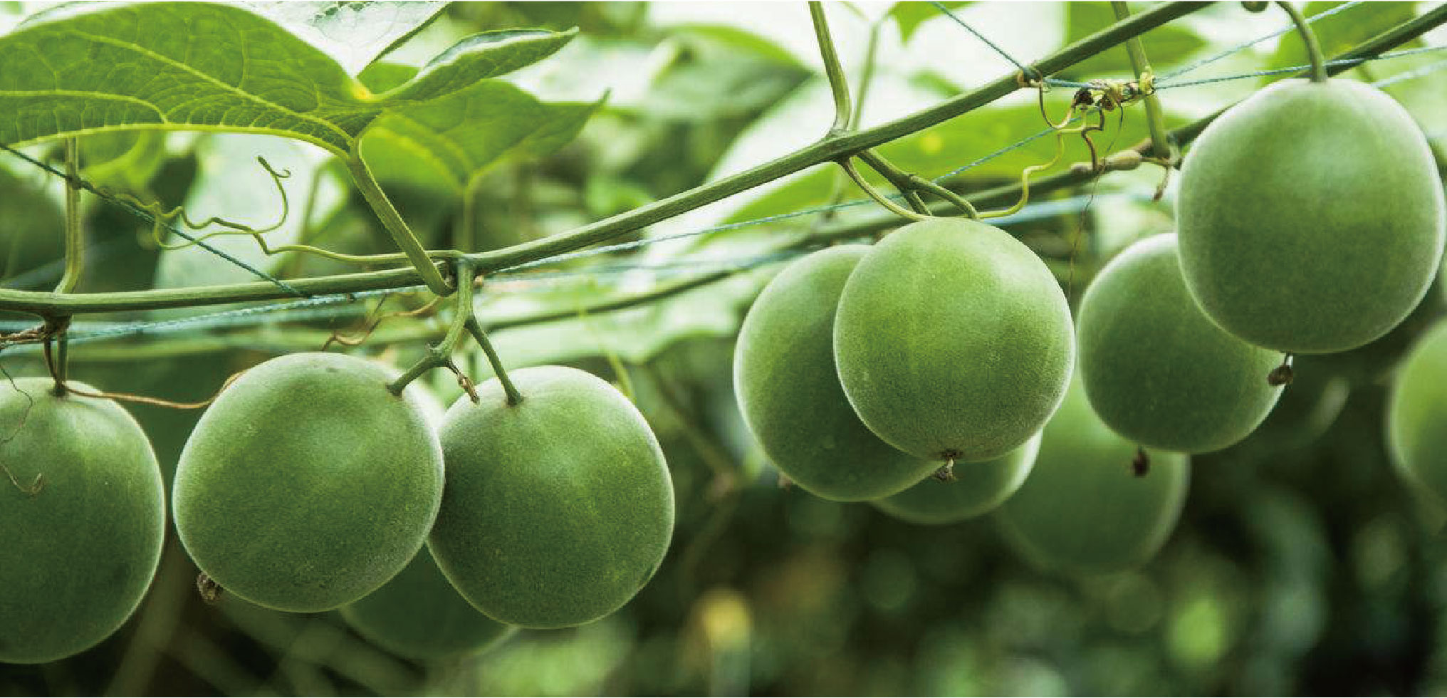 Monk Fruit Extract